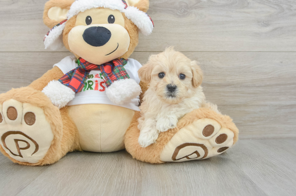 6 week old Maltipoo Puppy For Sale - Premier Pups