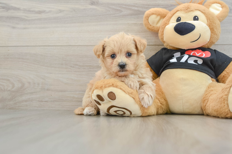 Small Maltipoo Baby