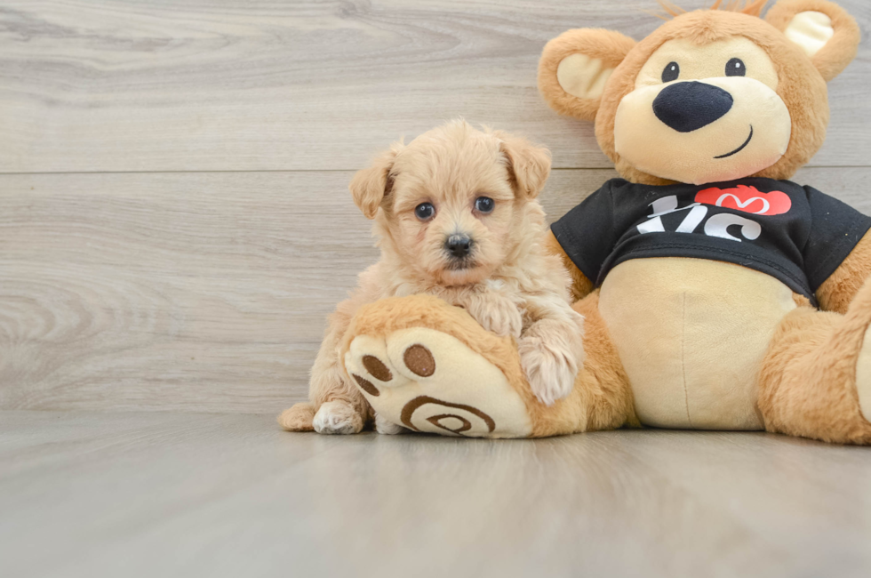 5 week old Maltipoo Puppy For Sale - Premier Pups