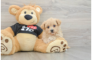 Playful Malt Oodle Poodle Mix Puppy