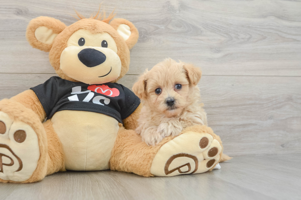 Playful Malt Oodle Poodle Mix Puppy