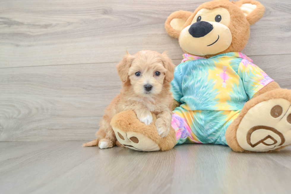 Best Maltipoo Baby