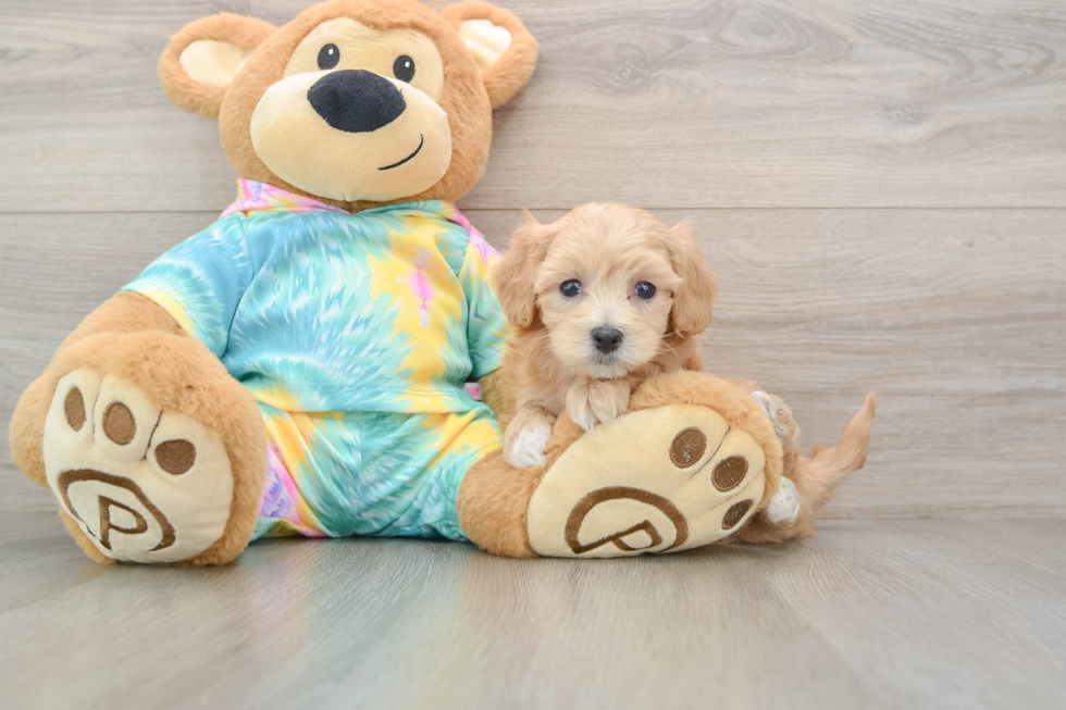 Sweet Maltipoo Baby