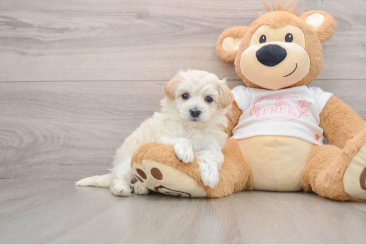 Sweet Maltipoo Baby