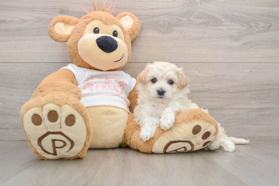 Small Maltipoo Baby