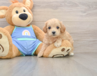 7 week old Maltipoo Puppy For Sale - Premier Pups