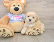 8 week old Maltipoo Puppy For Sale - Premier Pups