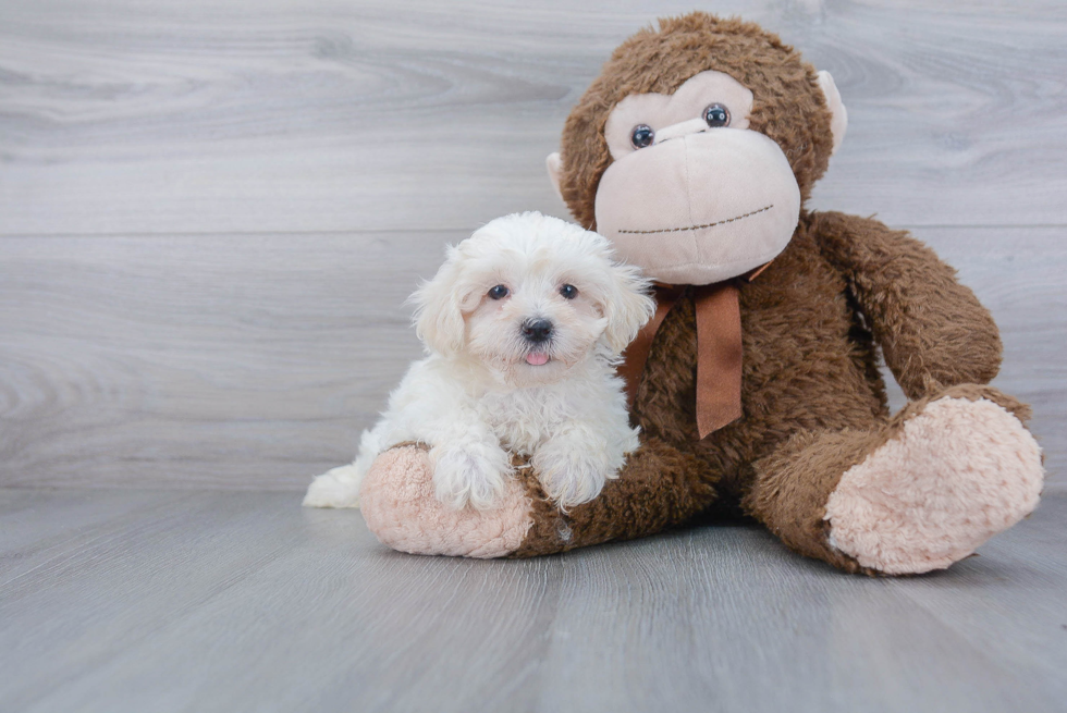 Maltipoo Pup Being Cute