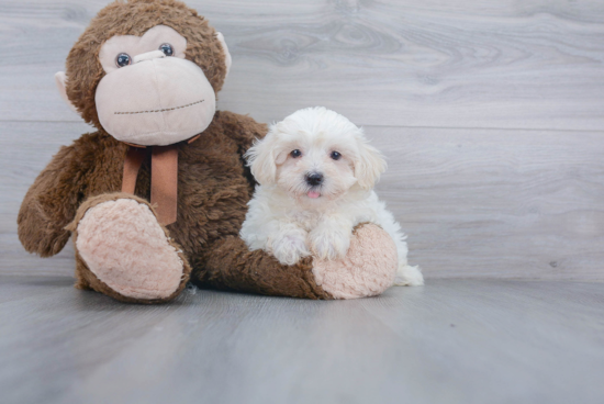 Sweet Maltipoo Baby