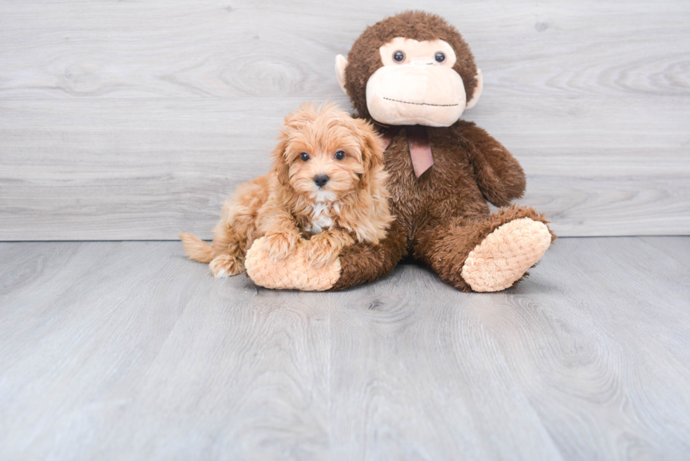 Smart Maltipoo Poodle Mix Pup