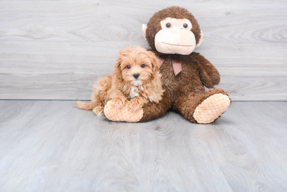 Maltipoo Pup Being Cute