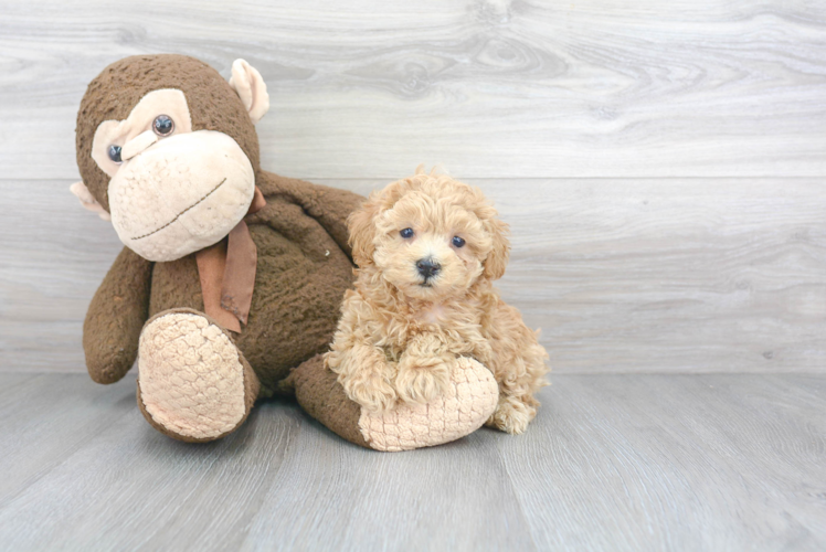 Little Maltepoo Poodle Mix Puppy