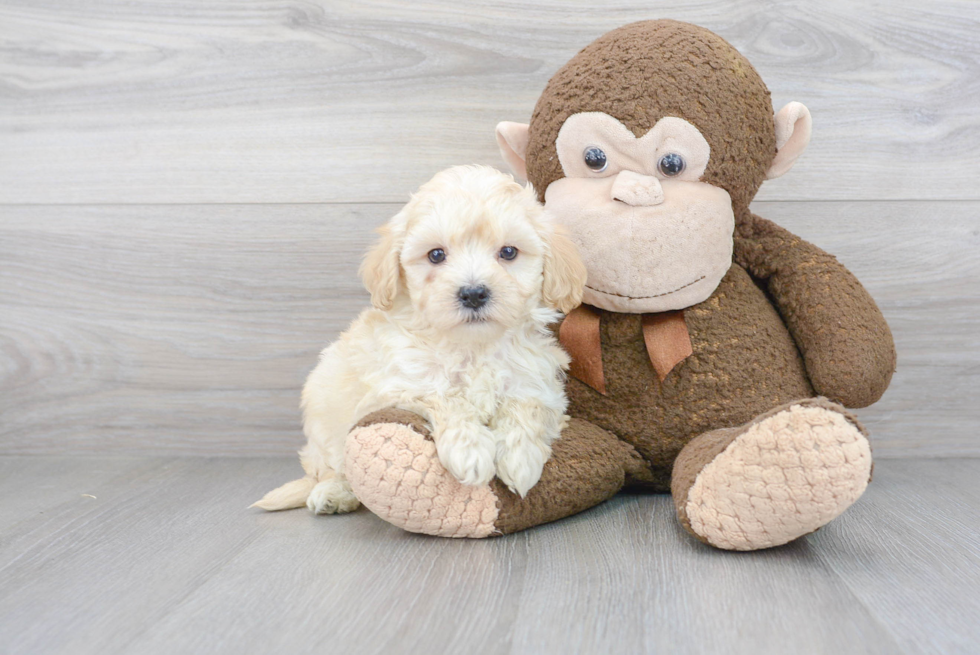 Cute Maltipoo Baby