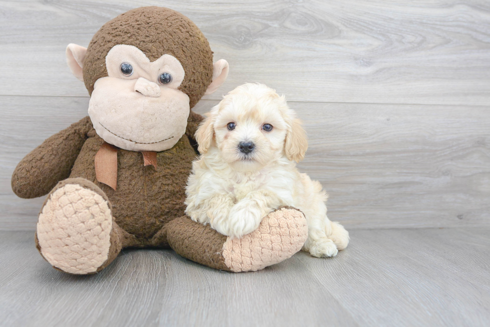 Fluffy Maltipoo Poodle Mix Pup