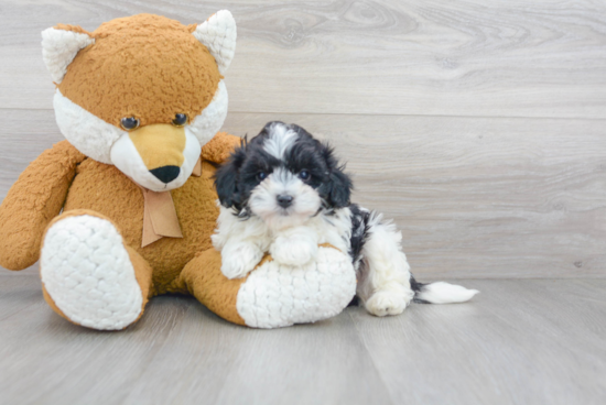 Maltipoo Pup Being Cute