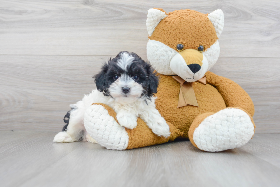 Maltipoo Pup Being Cute