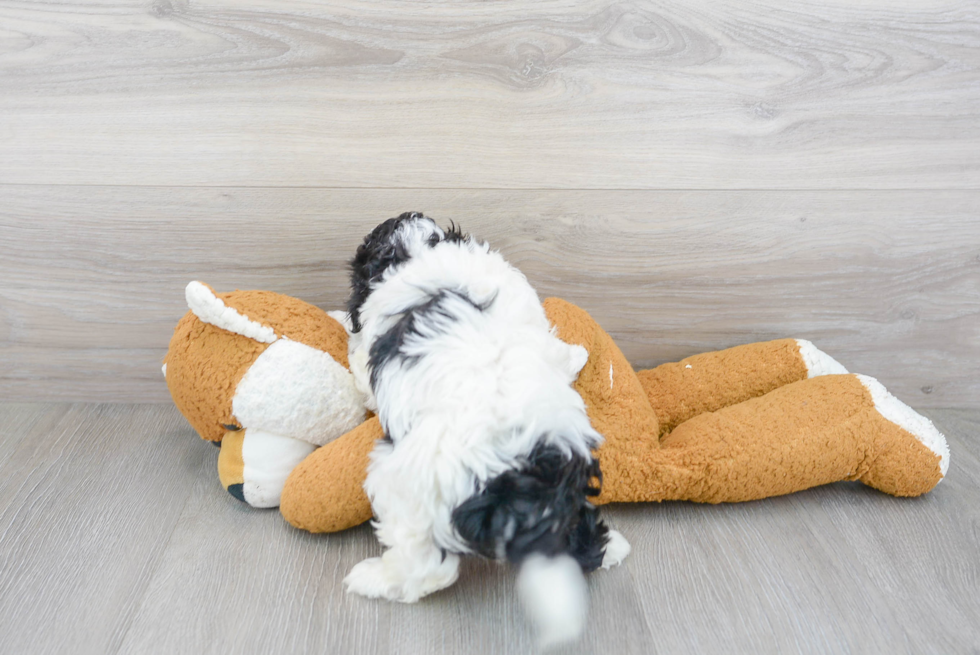 Cute Maltipoo Baby