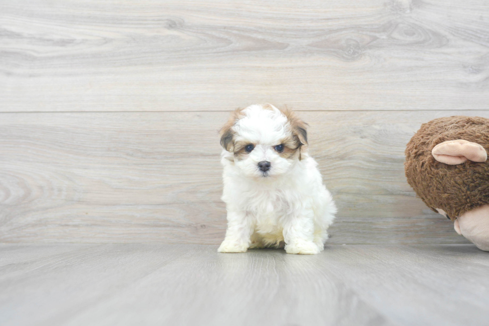 Maltipoo Puppy for Adoption