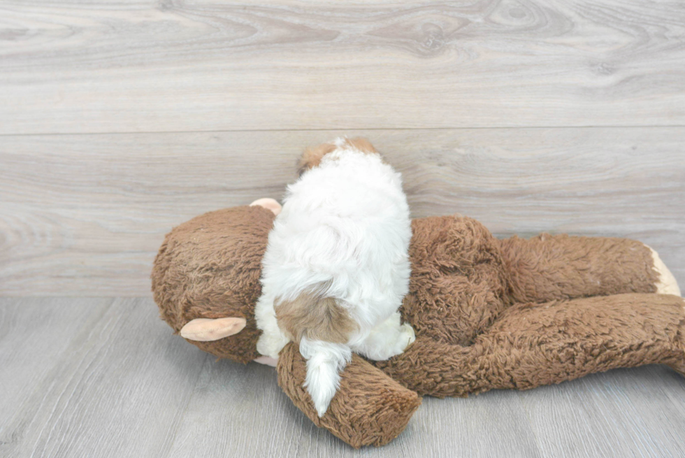 Maltipoo Puppy for Adoption