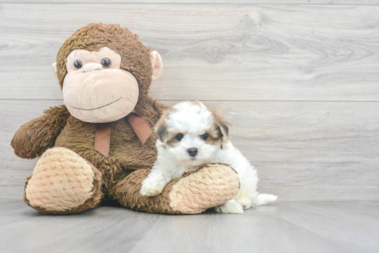 Maltipoo Pup Being Cute