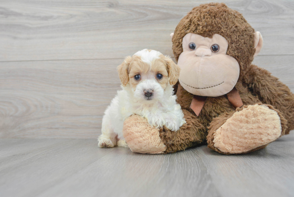 Maltipoo Puppy for Adoption