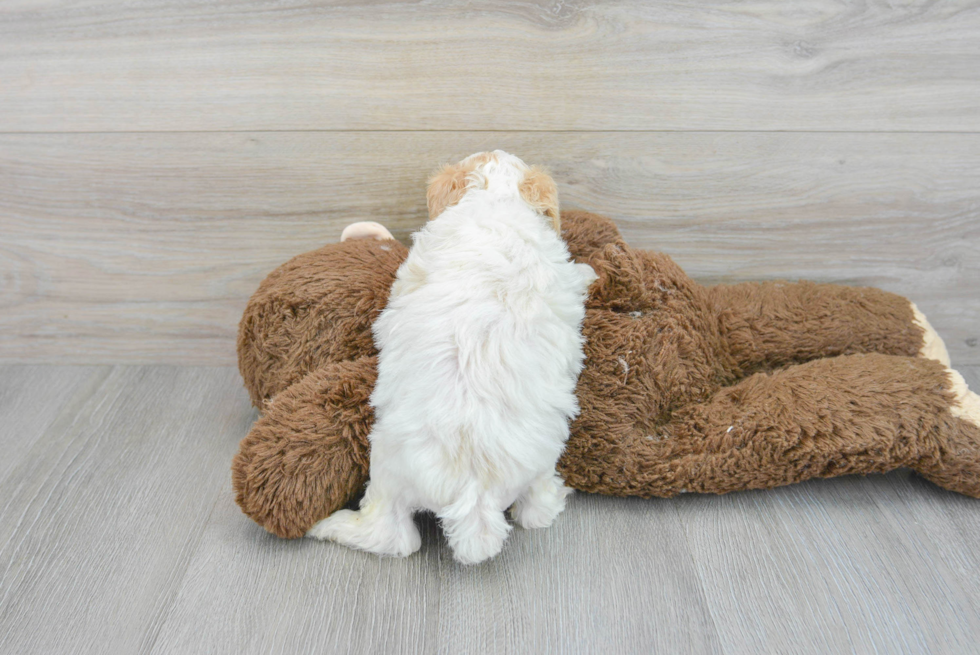 Popular Maltipoo Poodle Mix Pup