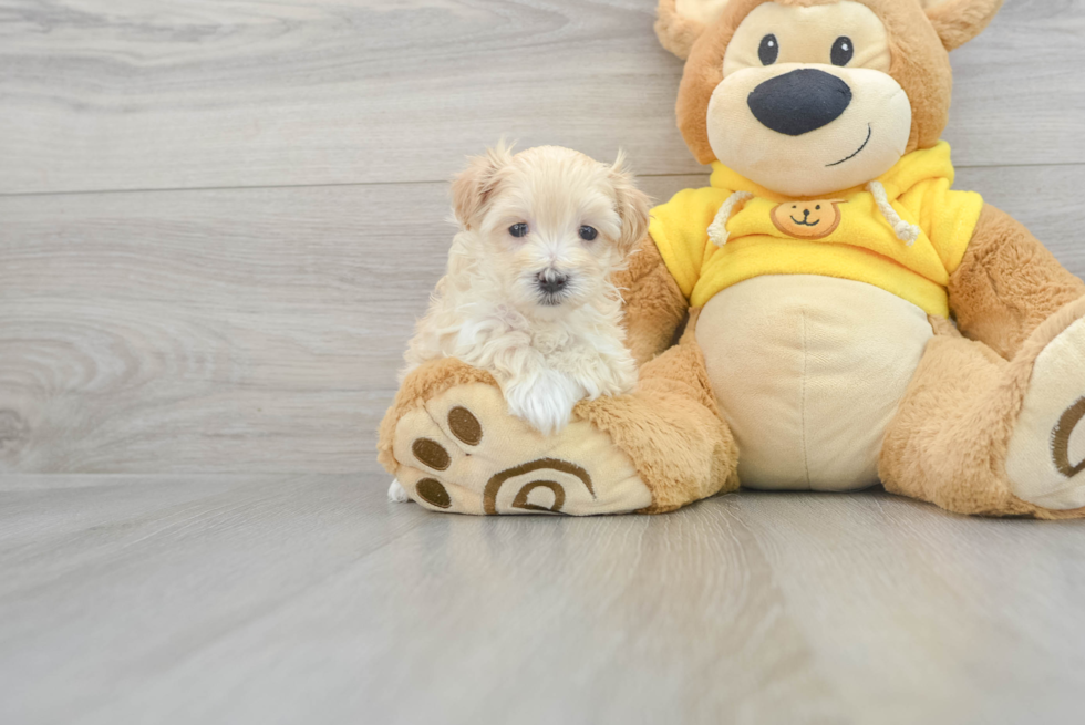 Adorable Maltese Poodle Poodle Mix Puppy