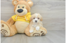 Best Maltipoo Baby