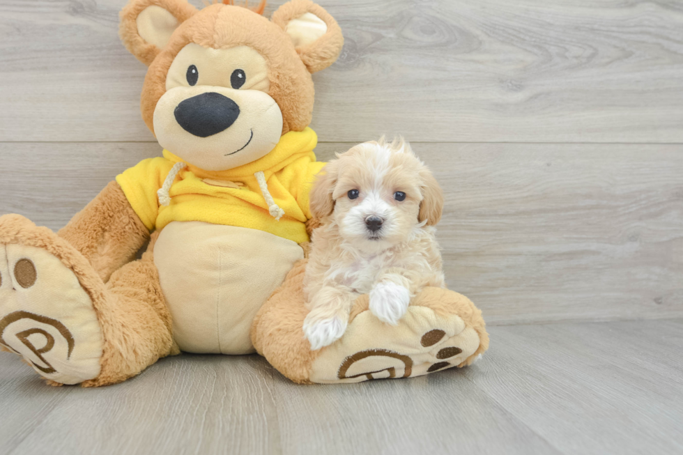 Best Maltipoo Baby