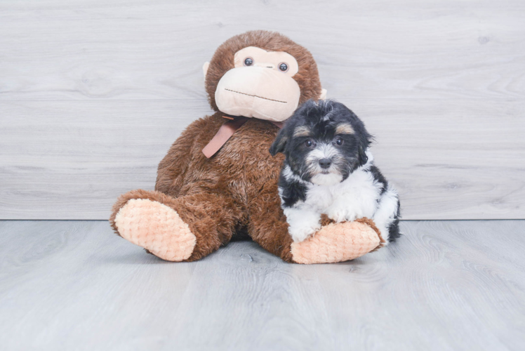 Hypoallergenic Maltepoo Poodle Mix Puppy