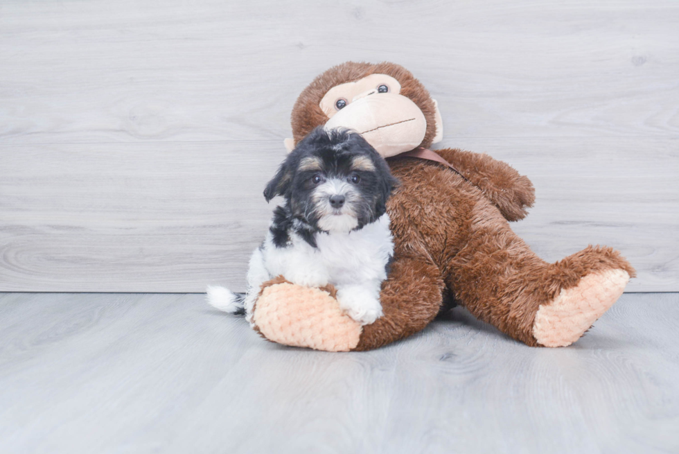 Small Maltipoo Baby
