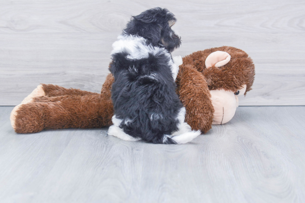 Maltipoo Puppy for Adoption