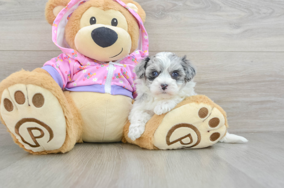 7 week old Maltipoo Puppy For Sale - Premier Pups