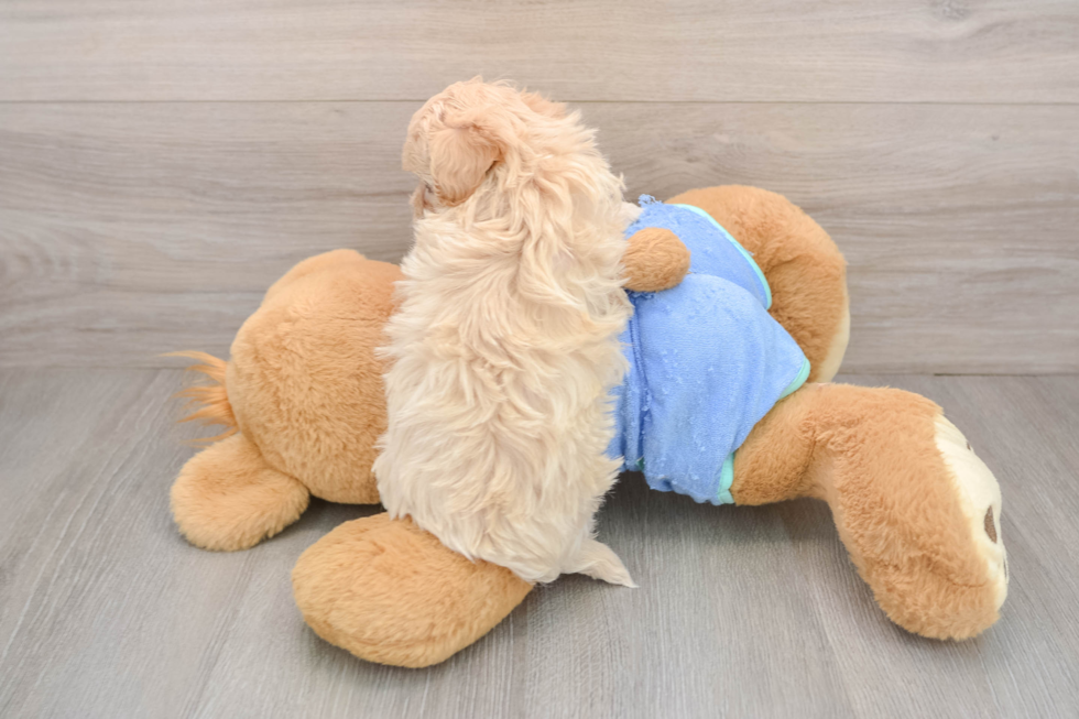 Maltipoo Puppy for Adoption