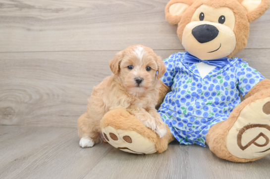 Best Maltipoo Baby