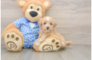 Smart Maltipoo Poodle Mix Pup