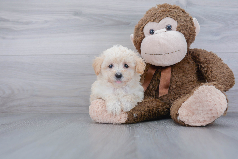 Best Maltipoo Baby