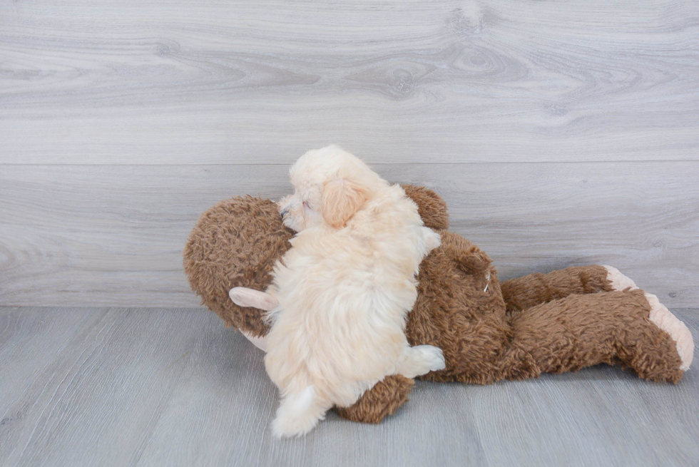 Maltipoo Pup Being Cute