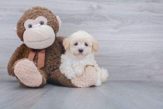 Happy Maltipoo Baby