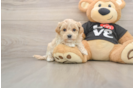 Maltipoo Puppy for Adoption