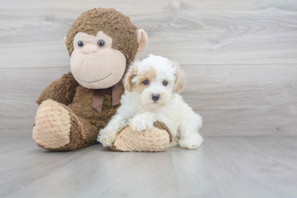 Small Maltipoo Baby