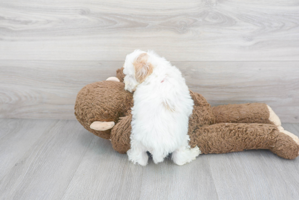 Maltipoo Pup Being Cute