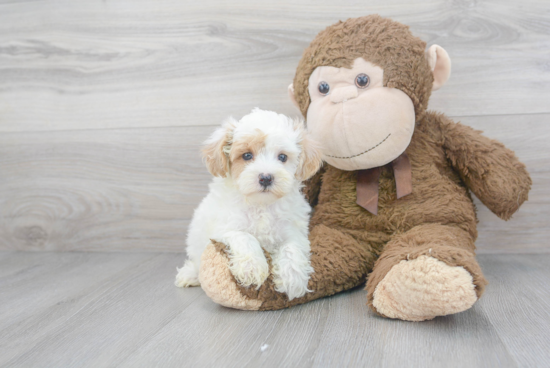 Maltipoo Puppy for Adoption