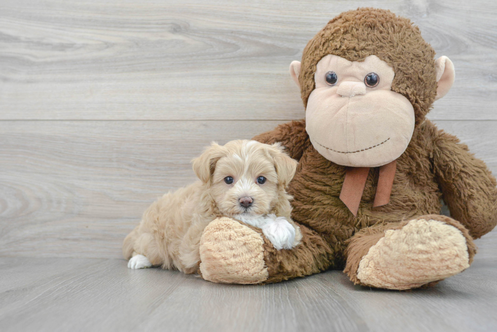 Adorable Maltese Poodle Poodle Mix Puppy