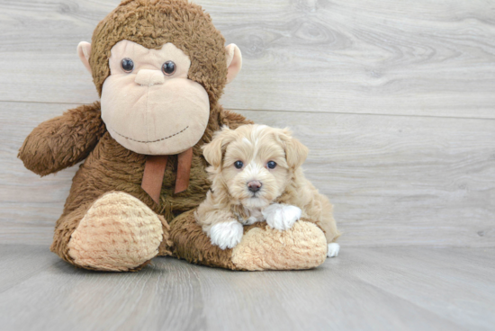 Cute Maltipoo Baby