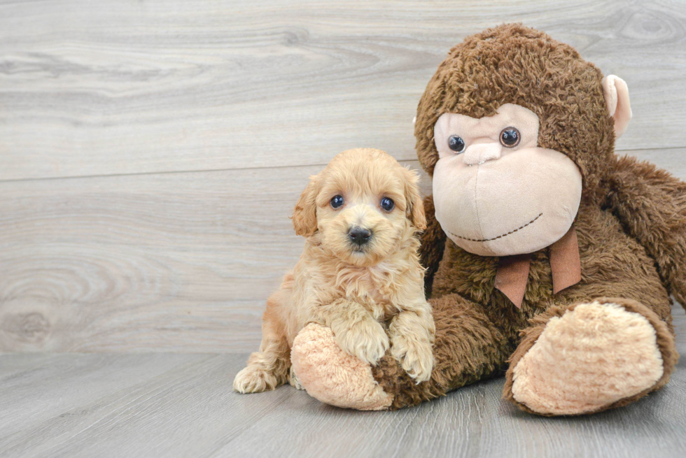 Maltipoo Pup Being Cute