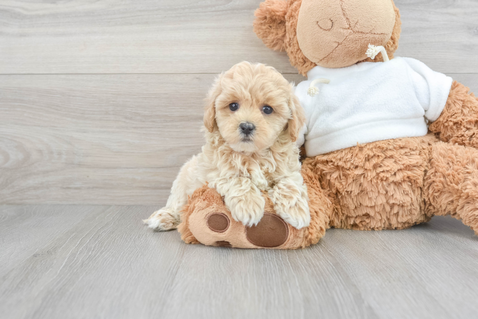 Smart Maltipoo Poodle Mix Pup