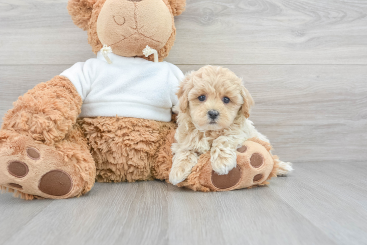 Fluffy Maltipoo Poodle Mix Pup