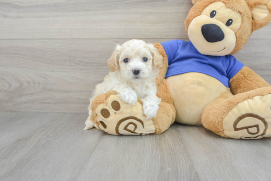 Sweet Maltipoo Baby