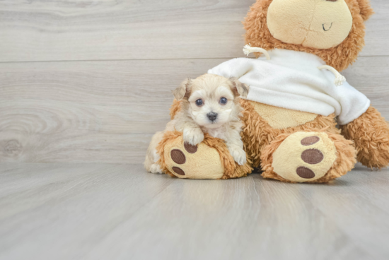 Maltipoo Puppy for Adoption